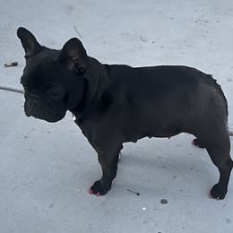 Riot - French Bulldog