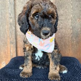 Yankee - Red phantom female Aussiedoodle puppy in Eastland, Texas from H5 Mini Doodles