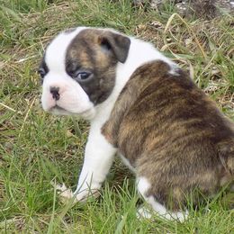 Boston Terrier Puppies from Wolf Ridge Boston Terriers