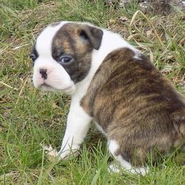 Boston Terrier Puppies from Wolf Ridge Boston Terriers