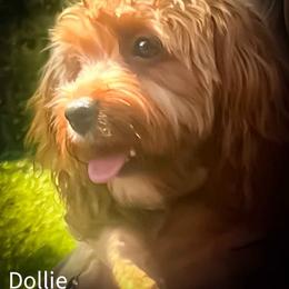 Dollie - Red female Cavapoo puppy in Maple Grove, Minnesota from Honey Bit Kennels