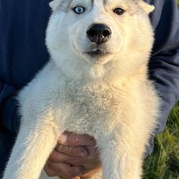 Soleil - Gray and white Siberian Husky puppy in Westfield, Vermont from Snowdancer Kennels, Reg