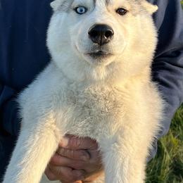 Soleil - Gray and white Siberian Husky puppy in Westfield, Vermont from Snowdancer Kennels, Reg