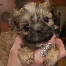 Meatball - Red male Shih Tzu puppy in Nekoosa, Wisconsin from Brox Acres House of Fur LLC