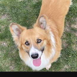 Beau - American Corgi