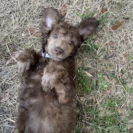 Poodle Puppies from Creek Side Kennels