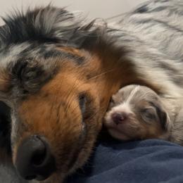 Australian Shepherd Puppies from Dream E River Ranch