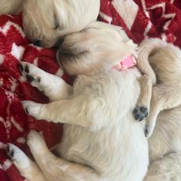 Fiera - Light golden female Golden Retriever puppy in Watkins, Colorado from Brightside Goldens