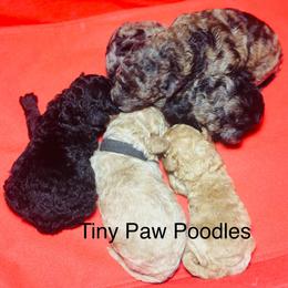 Poodle Puppies from Tiny Toy Poodles