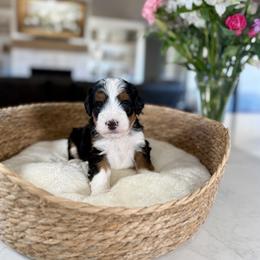 Brown Collar - Tri-color male Bernedoodle puppy in Indiahoma, Oklahoma from Farm Fresh Doodles