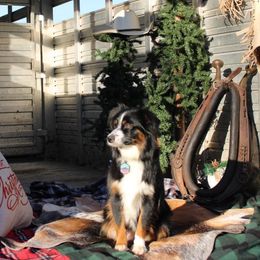 Colorado - Miniature Australian Shepherd