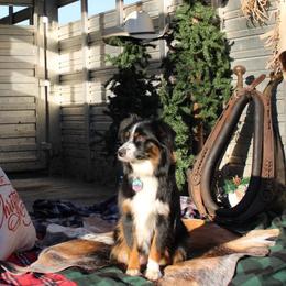 Colorado - Miniature Australian Shepherd