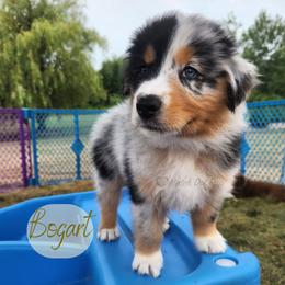 Bogart - The Gentleman - Blue merle male Australian Shepherd puppy in Pittsville, Wisconsin from Match Dot Pup