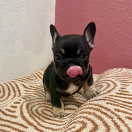 Theo - Tricolors male French Bulldog puppy in Neosho, Missouri from K2S Frenchies