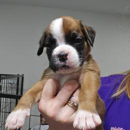 Girl 1 - Fawn female Boxer puppy in Piedmont, South Carolina from SmashBox Kennel
