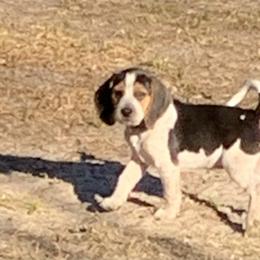 Beagle Puppies from Southern Skye Farm
