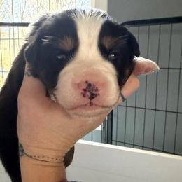 Boy 1 - Black tri male Miniature Australian Shepherd puppy in Saco, Maine from Wags Family Aussies
