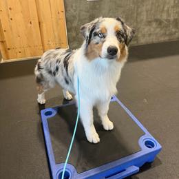 Potter - Blue merle male Australian Shepherd puppy in San Diego, California from Oceanside Aussies