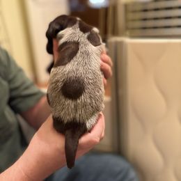 Dark Green - Liver and white female German Shorthaired Pointer puppy in Ash Flat, Arkansas from SmokePoint GSPs