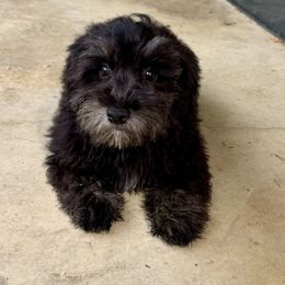 Beau - Black Maltipoo puppy in Mabelvale, Arkansas from Durham's Designer Poos