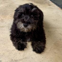 Beau - Black Maltipoo puppy in Mabelvale, Arkansas from Durham's Designer Poos