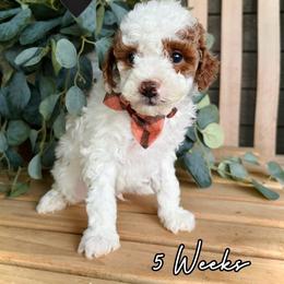 Frankie - Parti male Goldendoodle puppy in Runaway Bay, Texas from Green Ranch Doodles
