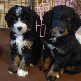 Bernedoodle Puppies from Kiya's Bernedoodles
