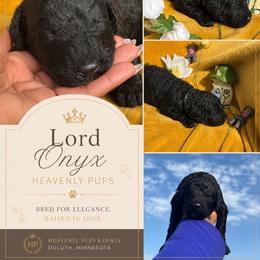 Lord Onyx - Black male Goldendoodle puppy in Duluth, Minnesota from heavenly Pups kennel
