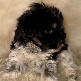 Black n silver parti roan boy - Parti male Miniature Schnauzer puppy in Pflugerville, Texas from K&K Precious Tx schnauzers