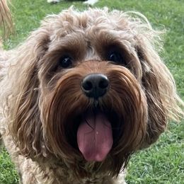 Cavapoos from Dashing Dogs