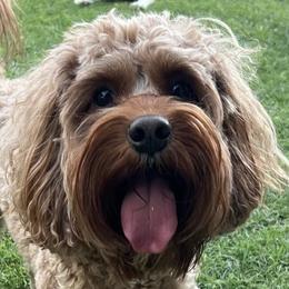 Cavapoos from Dashing Dogs