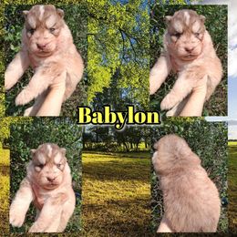 Babylon - Red and white male Siberian Husky puppy in West Liberty, Ohio from Skyfallsiberians