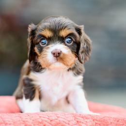 Dopey - Tri-color female Cavalier King Charles Spaniel puppy in Sugarcreek, Ohio from Chocolate Cavalier