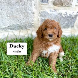 Ducky - Apricot male Goldendoodle puppy in Jackson, Mississippi from T.M. Poodles & Doodles