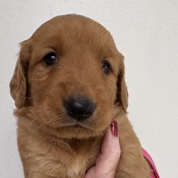 Hulu Girl 4 Pink - Dark golden female Golden Retriever puppy in Fort Morgan, Colorado from Golden Girls Kennels, LLC