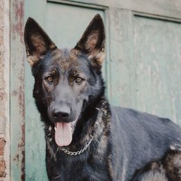 Samuri Jane @ Ryanhaus - German Shepherd