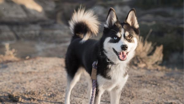 Find Pomsky puppies for sale near Long Beach, CA