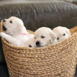 Golden Retriever puppies from Dandelion Meadows Farm