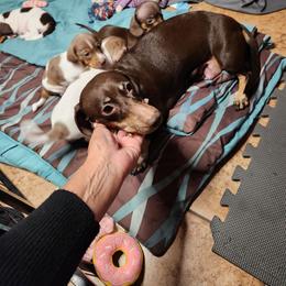 Baby - Dachshund