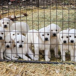 Girl 5 - Labrador Retriever puppy in Priest River, Idaho from Lazy Daisy Labs