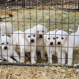 Girl 5 - Labrador Retriever puppy in Priest River, Idaho from Lazy Daisy Labs