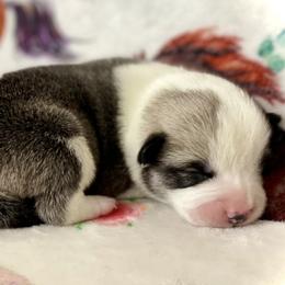 Boy 1 - White and fawn male Pembroke Welsh Corgi puppy in Woodland, Washington from MB Acres Corgis