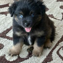 Peter Pan - Black tri male Toy Australian Shepherd puppy in Smithville, Arkansas from Cooper Creek Aussies