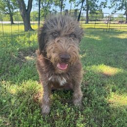Maisy - Red female Bordoodle puppy in Gilmer, Texas from Ashtin's Border Collies and Bordoodles