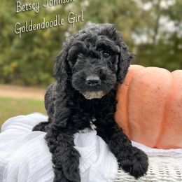 Betsey Johnson - Black female Goldendoodle puppy in Grove, Oklahoma from Guinn Family Farms