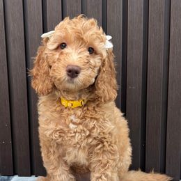 Kira - Apricot female Goldendoodle puppy in Miami, Florida from Fabulous Puppies by Julie