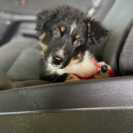 North - Black tri-color male Australian Shepherd puppy in Springville, Alabama from Cross Creek Aussies