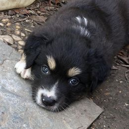 Aussiedoodles, Australian Shepherds, and Miniature Australian Shepherds from Poston Paddock Aussies LLC