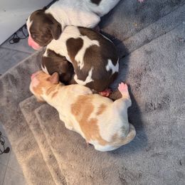 Spirit - Liver and white male Brittany puppy in Elko, Georgia from HillTop Brittany Kennel