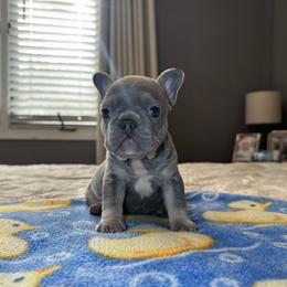 White - Blue female French Bulldog puppy in Bolingbrook, Illinois from Flores Frenchies